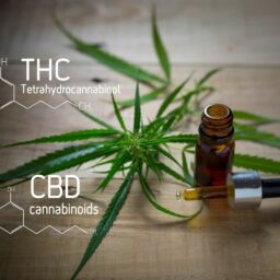 THC & CBD - Entourage Effects