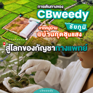 การเดินทางของ CBweedy: จากหมู่บ้านกุดชุมแสง จังหวัดชัยภูมิ สู่โลกของกัญชาทางแพทย์