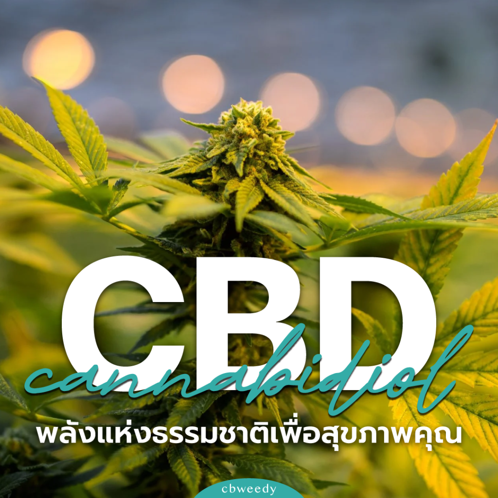 CBD (Cannabidiol): พลังแห่งธรรมชาติเพื่อสุขภาพคุณ