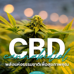 CBD (Cannabidiol): พลังแห่งธรรมชาติเพื่อสุขภาพคุณ