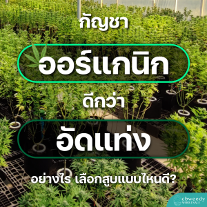 “กัญชาออร์แกนิก” ดีกว่า “กัญชาอัดแท่ง” อย่างไร? เลือกสูบแบบไหนดี?