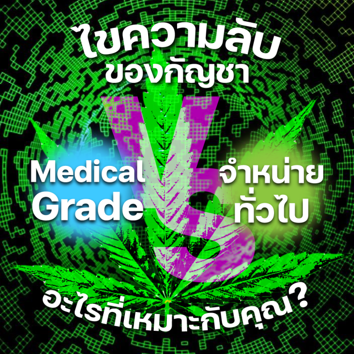 ไขความลับของกัญชา: กัญชา Medical Grade vs. กัญชาที่จำหน่ายทั่วไป อะไรที่เหมาะกับคุณ?