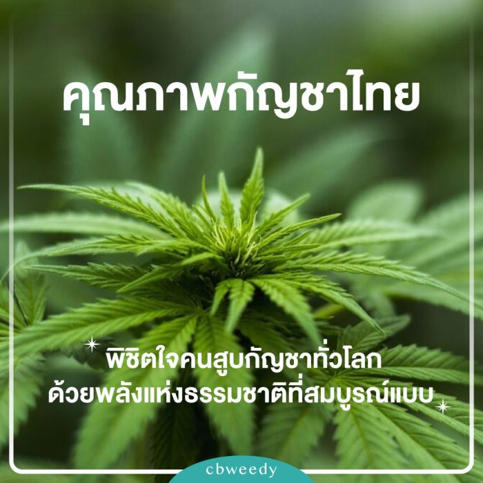 คุณภาพกัญชาไทย: พิชิตใจคนสูบกัญชาทั่วโลก ด้วยพลังแห่งธรรมชาติที่สมบูรณ์แบบ