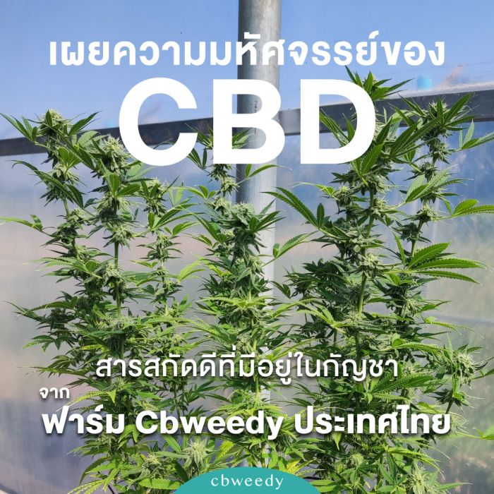 เผยความมหัศจรรย์ของ CBD: สารสกัดดีที่มีอยู่ในกัญชาจากฟาร์ม Cbweedy ประเทศไทย